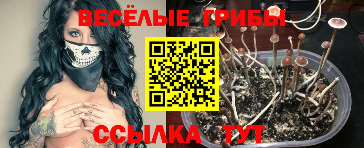 Кизляр  Псилоцибиновые грибы мухоморы  Вход с VPN 