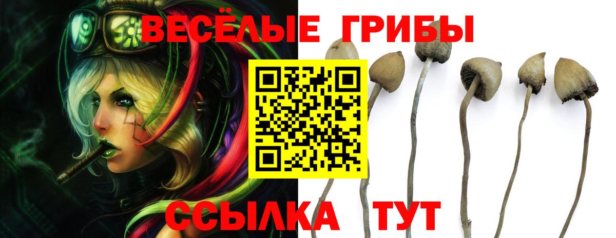 Псилоцибиновые грибы Psilocybe Кизляр